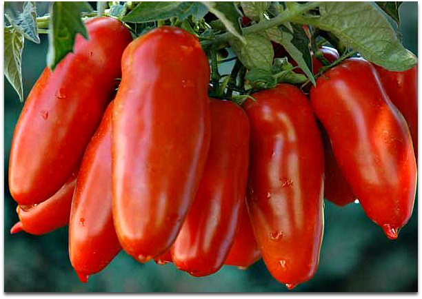 tomatoes_viner