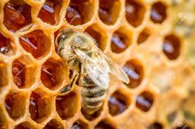 Closeup of bee on honeycomb filled with raw honey