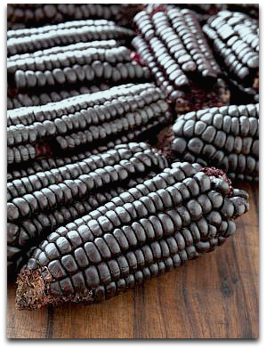 Purple Corn used to make Inca Tea